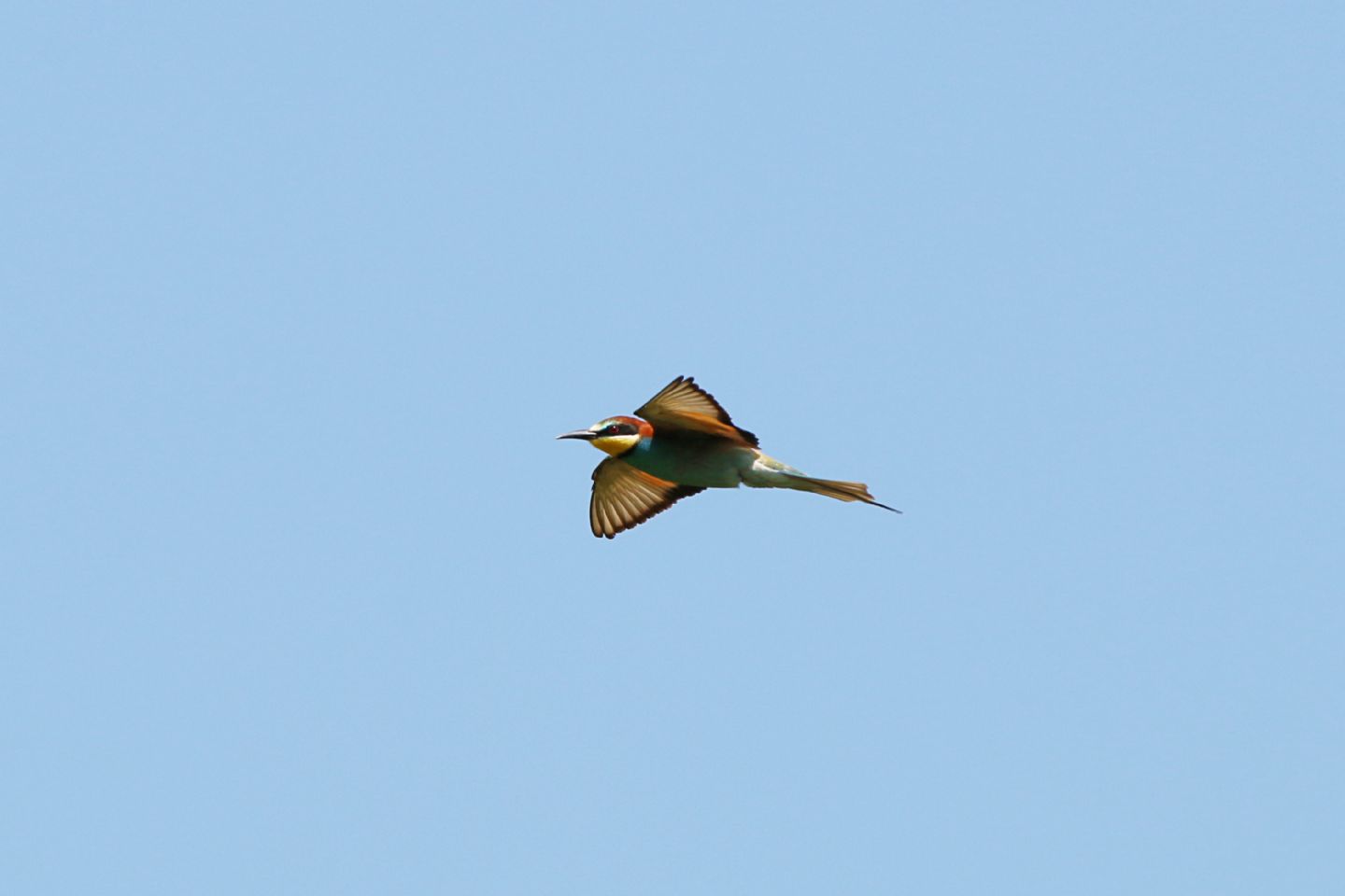 Gruccioni (Merops apiaster)